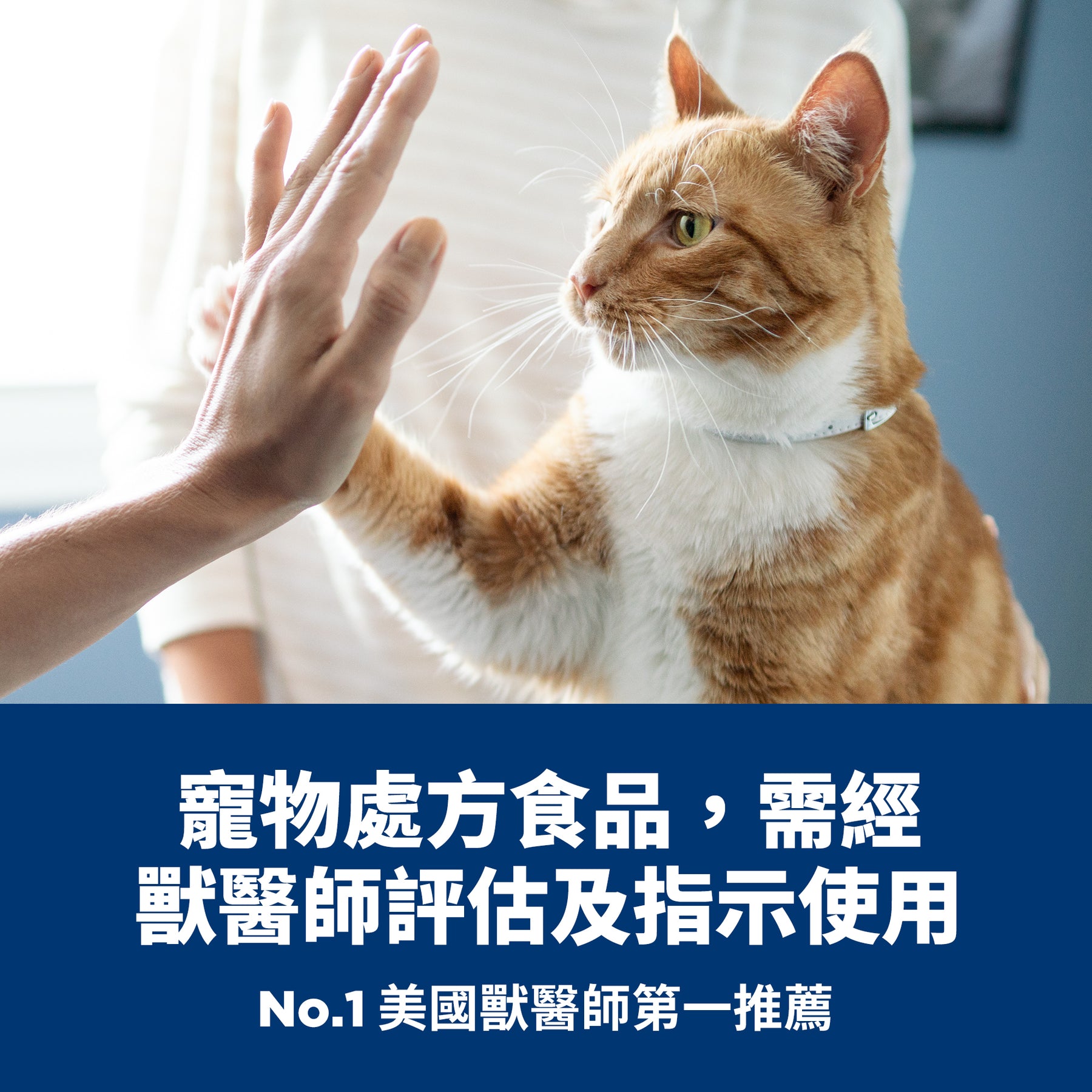 希爾思處方食品 貓用 Multi-Organ 多重照護